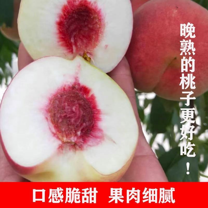 内黄县有大量迎霜红雪桃