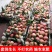 内黄县有大量迎霜红雪桃