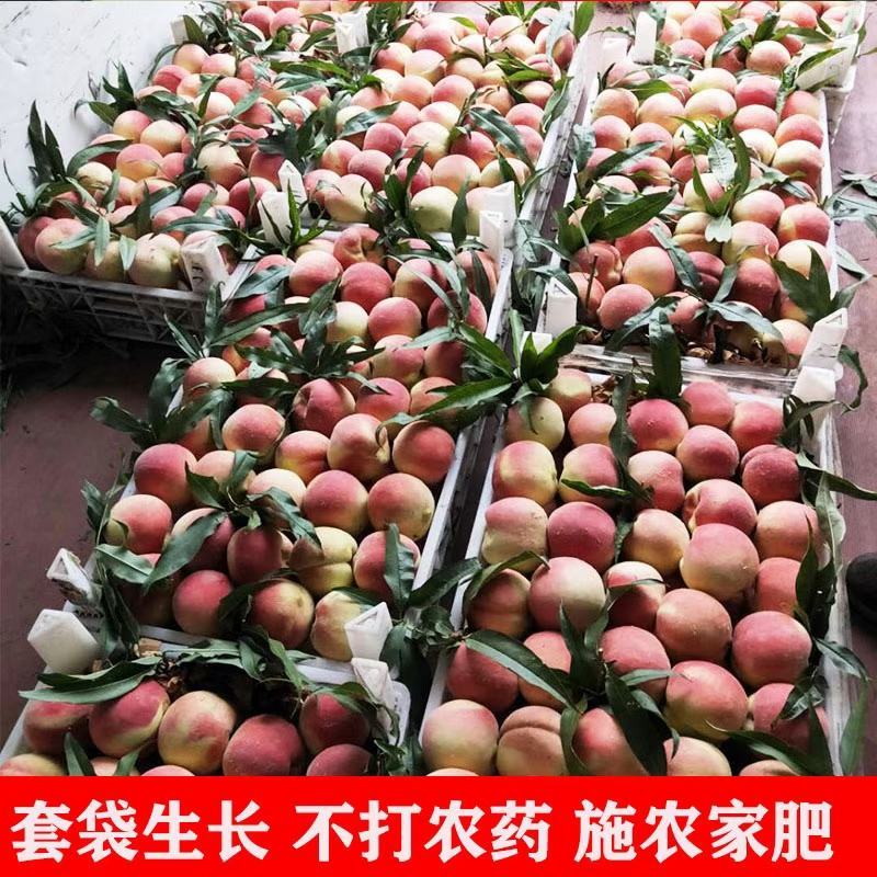 内黄县有大量迎霜红雪桃