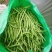 无丝豆芸豆白不老芸豆精品货源充足大量上市大量供货