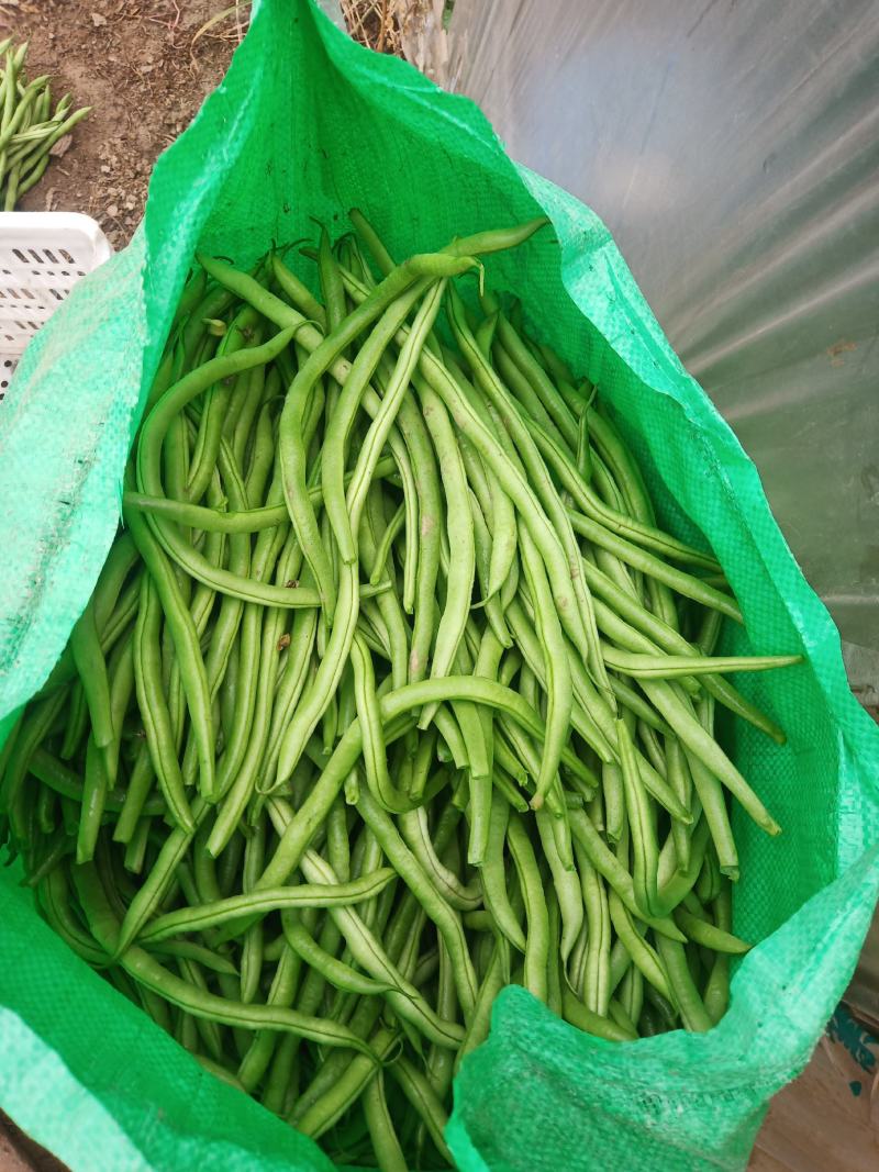 无丝豆芸豆白不老芸豆精品货源充足大量上市大量供货