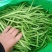 无丝豆芸豆白不老芸豆精品货源充足大量上市大量供货