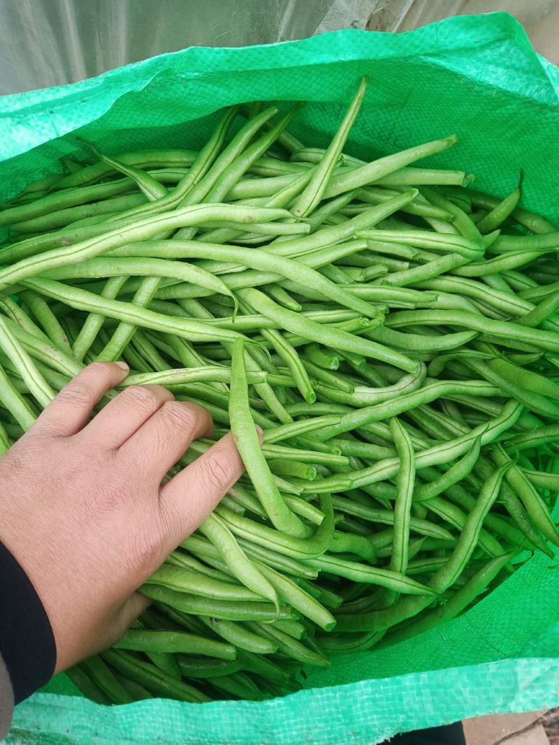 无丝豆芸豆白不老芸豆精品货源充足大量上市大量供货
