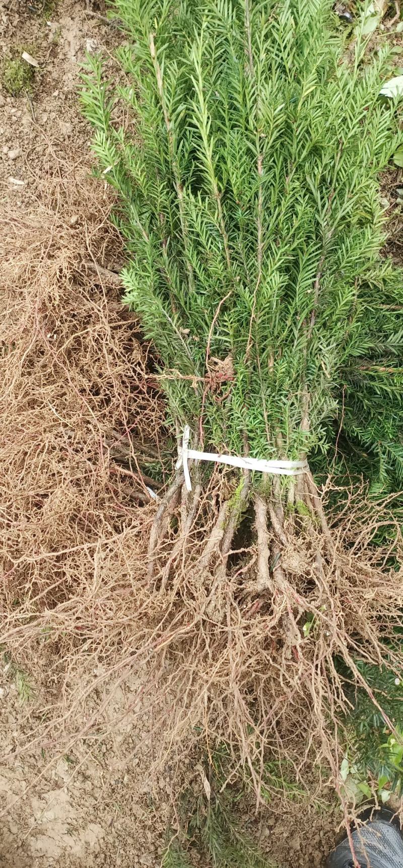 红豆杉四川曼地亚红豆杉小苗！兄弟苗圃直销中！无中间商！