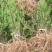 红豆杉四川曼地亚红豆杉小苗！兄弟苗圃直销中！无中间商！