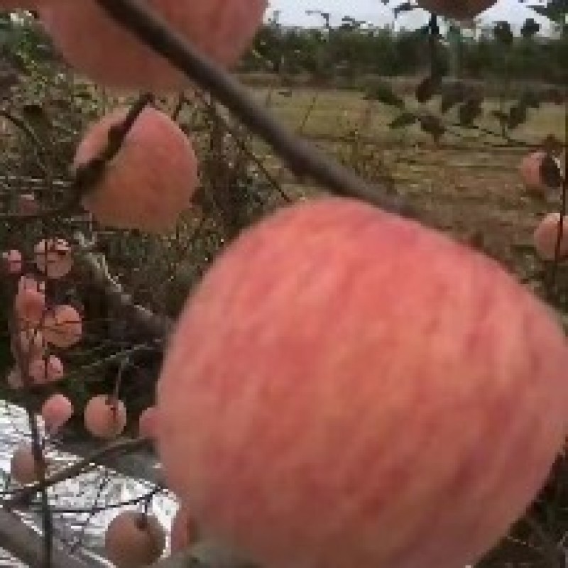 正宗红富士苹山东沂蒙山特产。一手货源产地直销