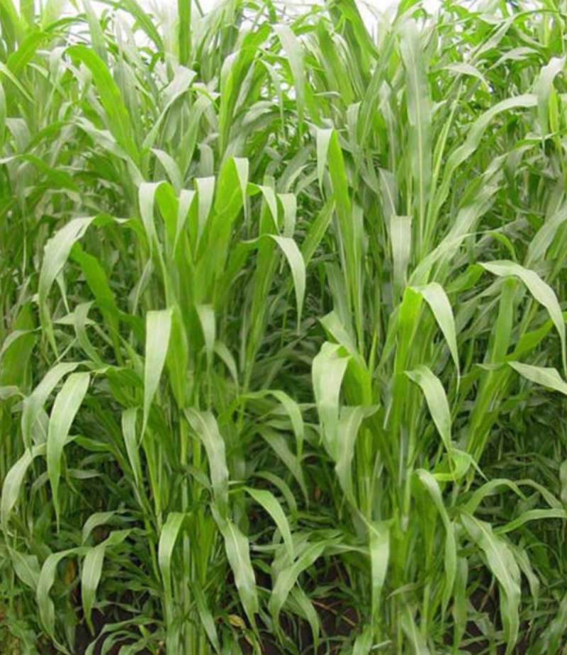 高丹草种子养鱼牛羊专用牧草品种原装特高产种子