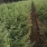 雪松小苗/雪松价格/高度50-80/欢迎您实地看苗选购