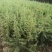 雪松小苗/雪松价格/高度50-80/欢迎您实地看苗选购