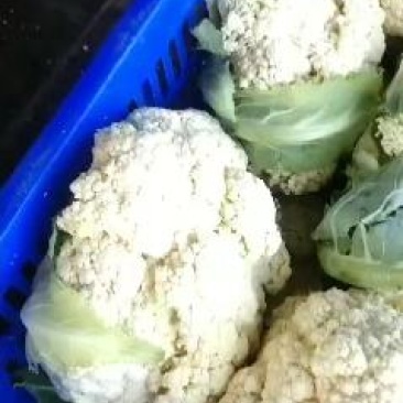 蔬菜，千亩松花菜基地，各种蔬菜上市中