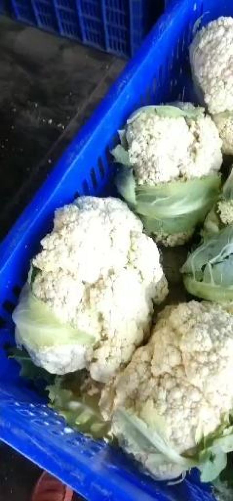 蔬菜，千亩松花菜基地，各种蔬菜上市中