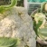 蔬菜，千亩松花菜基地，各种蔬菜上市中
