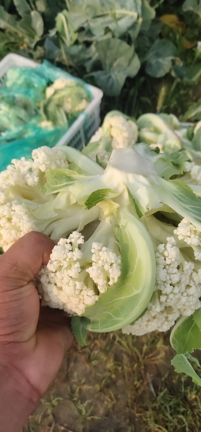 蔬菜，千亩松花菜基地，各种蔬菜上市中