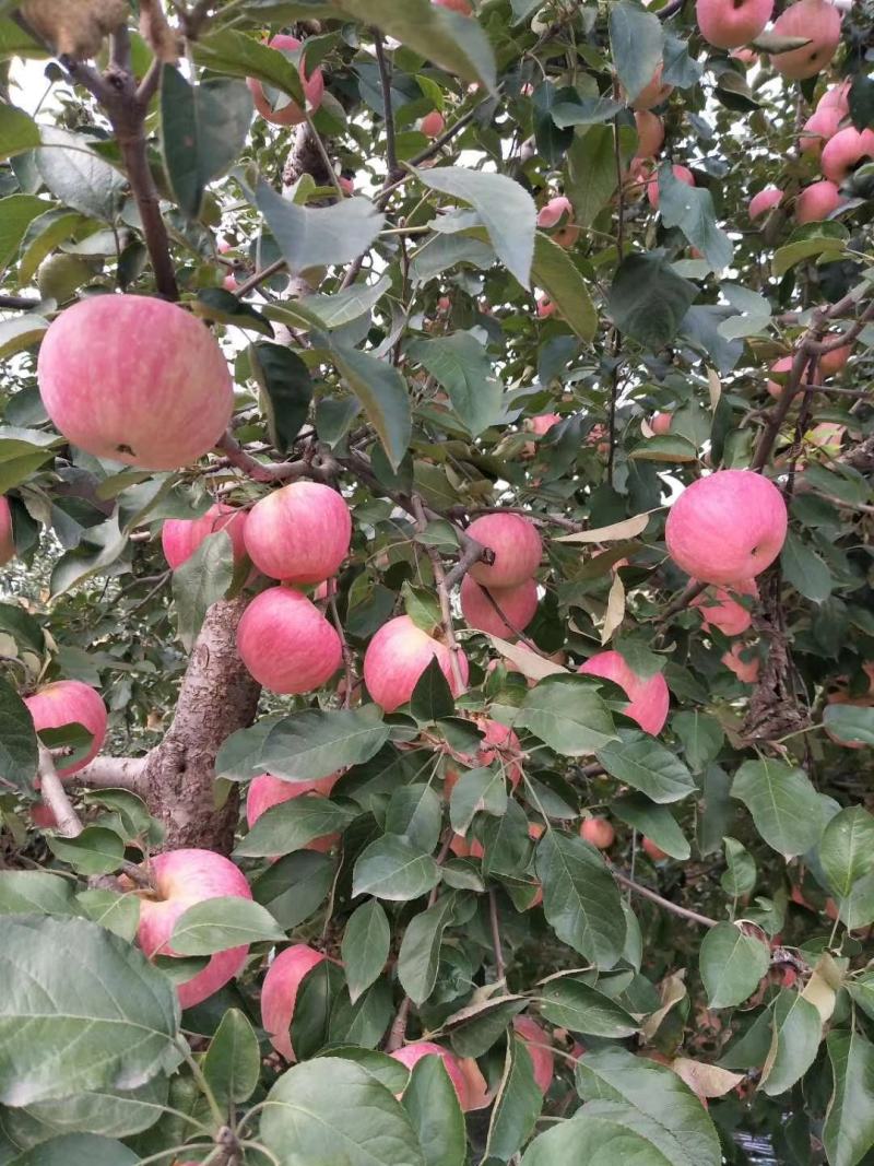寒富士苹果大量下货中