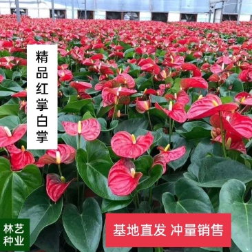 红掌白掌盆栽植物室内花卉好养水培一帆风顺大盆水养四季常青