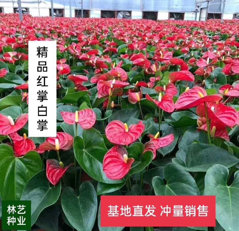 红掌白掌盆栽植物室内花卉好养水培一帆风顺大盆水养四季常青