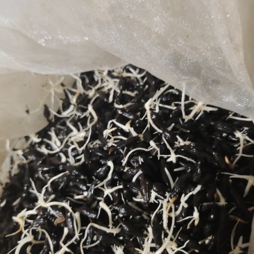 广百部对叶百部苗1月份可以出售