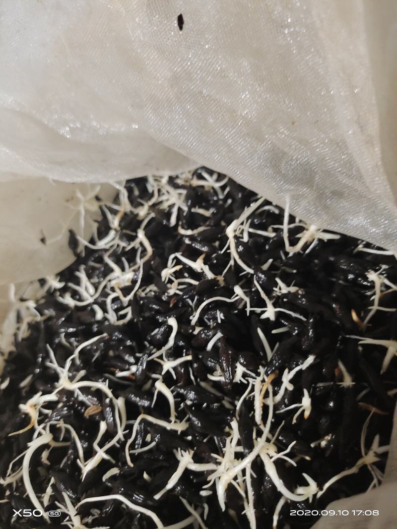 广百部对叶百部苗1月份可以出售
