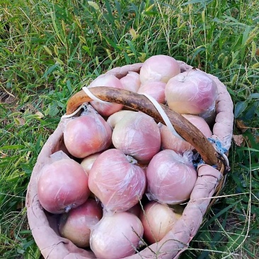 自家种植高塬，红富士苹果75以上膜袋，薄皮脆甜