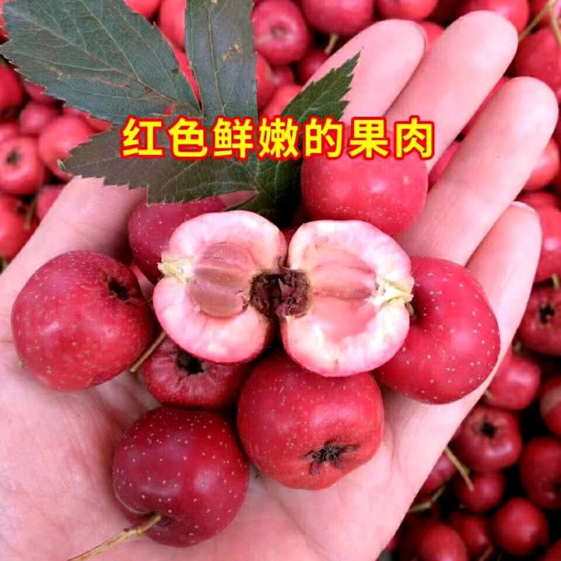 甜红子纯甜山楂，水果山楂糖雪球专用，手捡果质量好