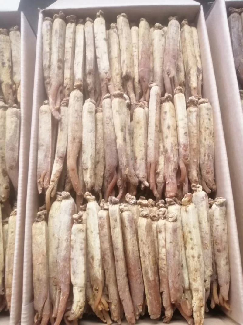 【自家种植】长白山高丽参，黄马褂，保质保量，价格实惠包邮