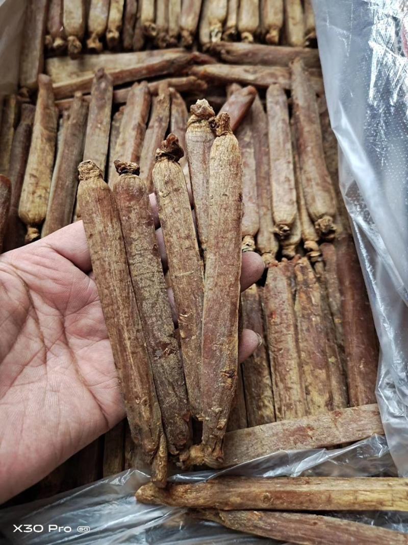 【自家种植】长白山高丽参，黄马褂，保质保量，价格实惠包邮