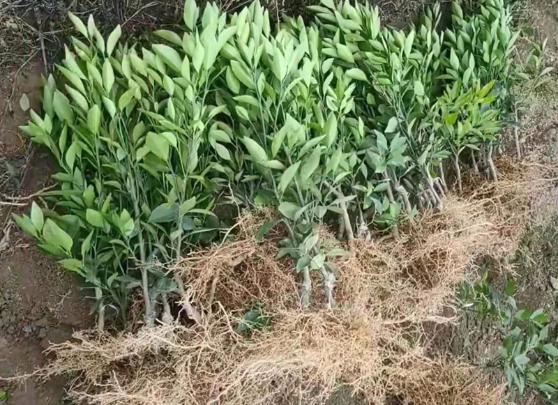 不知火柑橘嫁接苗特写