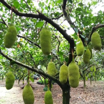 菠萝蜜一件包邮自由随心选果，精品大果，卖相好出果率高，