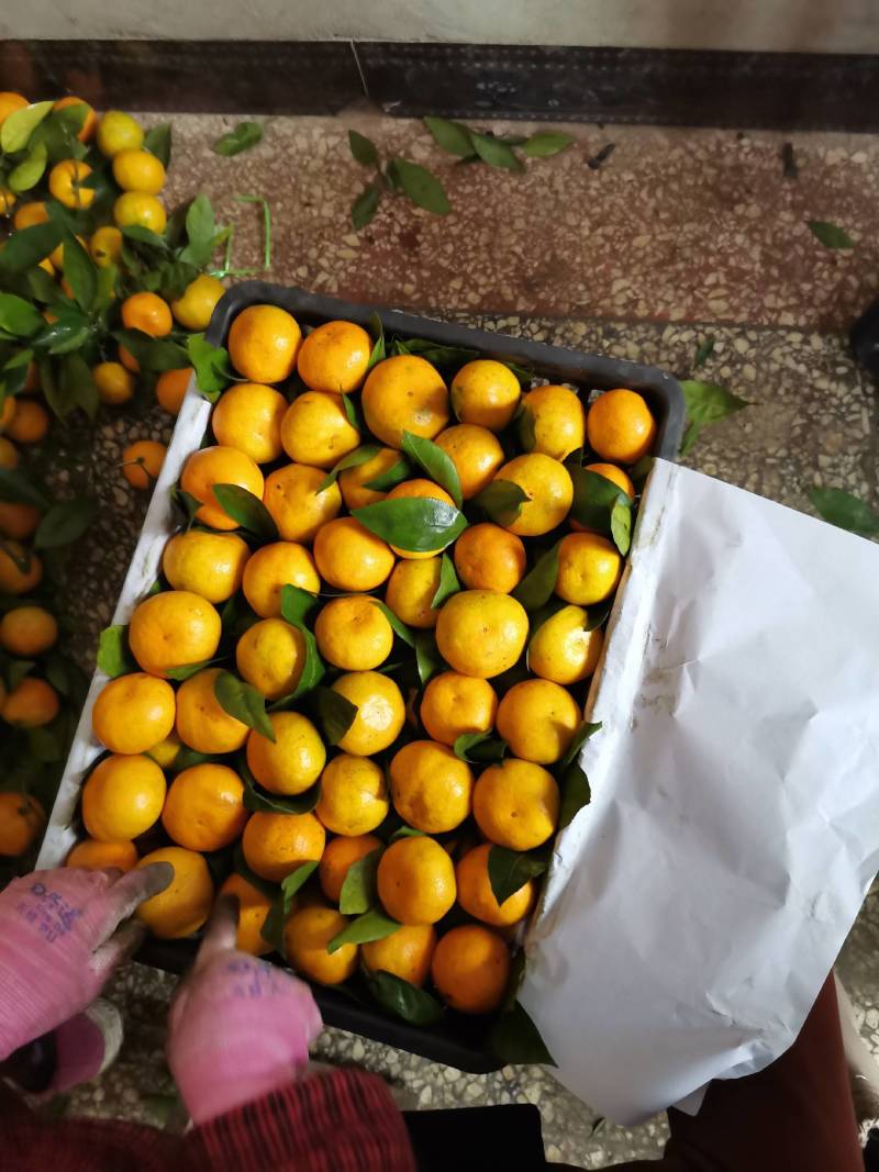 小叶蜜桔，皮薄多汁，颜色靓，口感甜。产地直供，质优价廉。