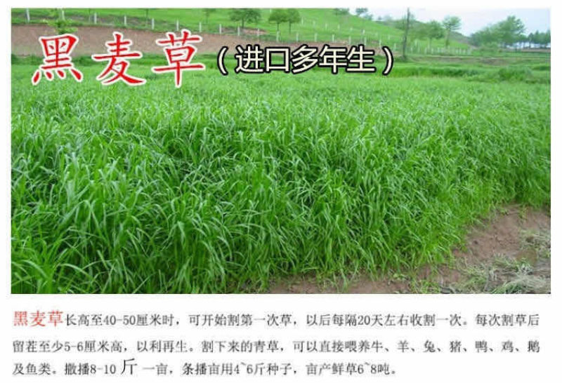 多年生黑麦草种子耐寒养牛羊马鸡鹅鱼四季草籽牧草养殖黑麦草