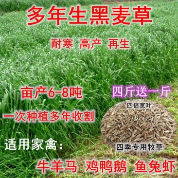 多年生黑麦草种子耐寒养牛羊马鸡鹅鱼四季草籽牧草养殖黑麦草