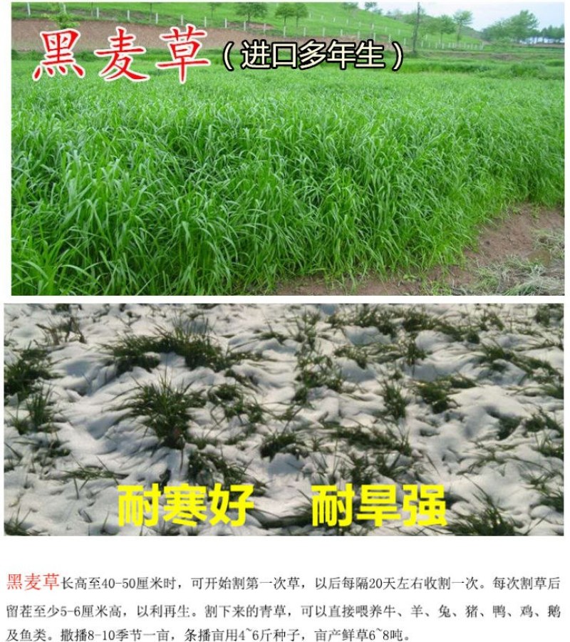 多年生黑麦草种子耐寒养牛羊马鸡鹅鱼四季草籽牧草养殖黑麦草