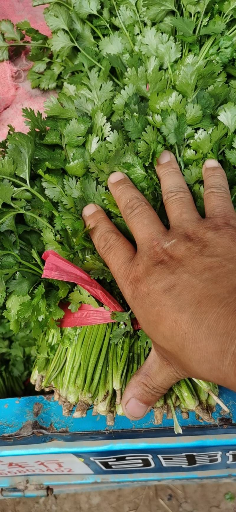 香菜20~25厘米以上质量很好，诚信第一，价格便宜，欢