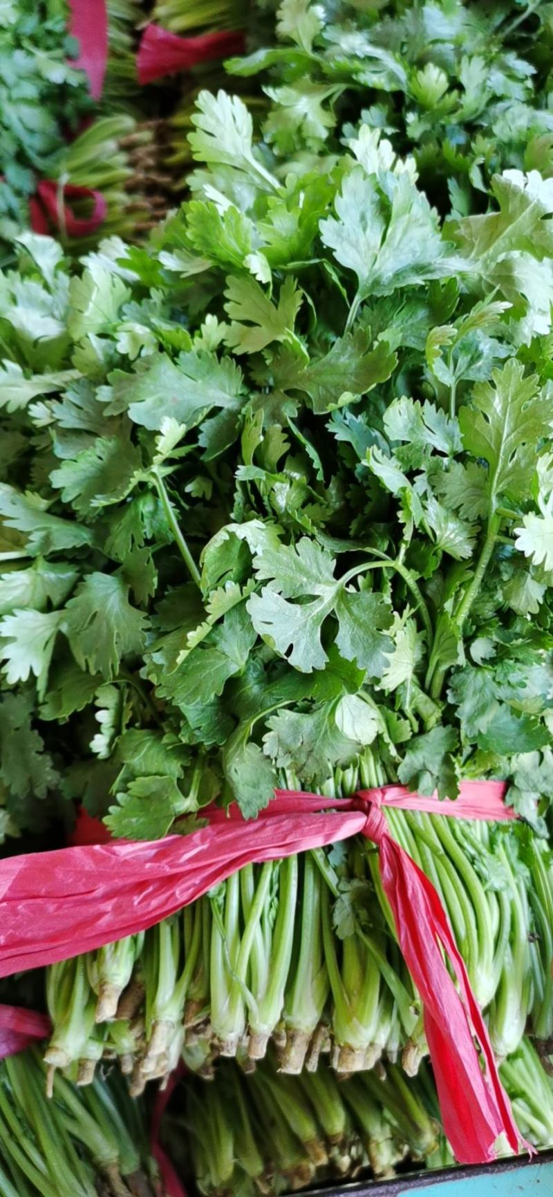 香菜20~25厘米以上质量很好，诚信第一，价格便宜，欢