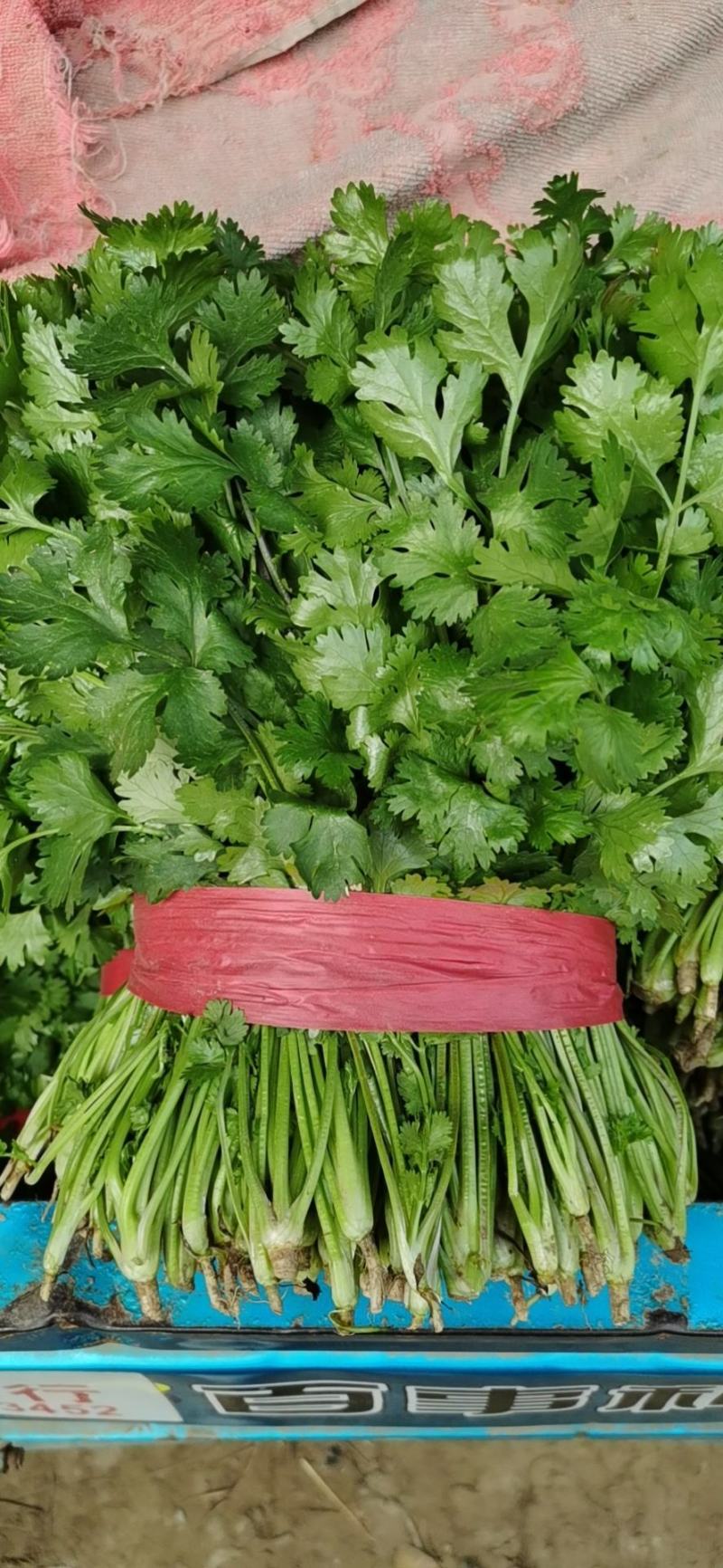香菜20~25厘米以上质量很好，诚信第一，价格便宜，欢