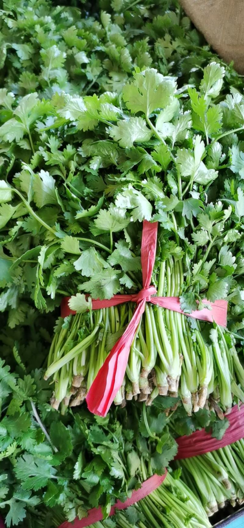 香菜20~25厘米以上质量很好，诚信第一，价格便宜，欢