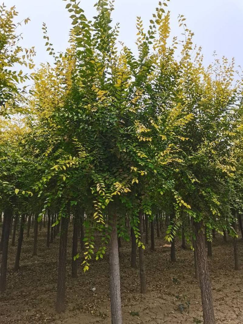 大量供应各种规格嫁接金叶榆，嫁接垂榆，嫁接红叶榆。