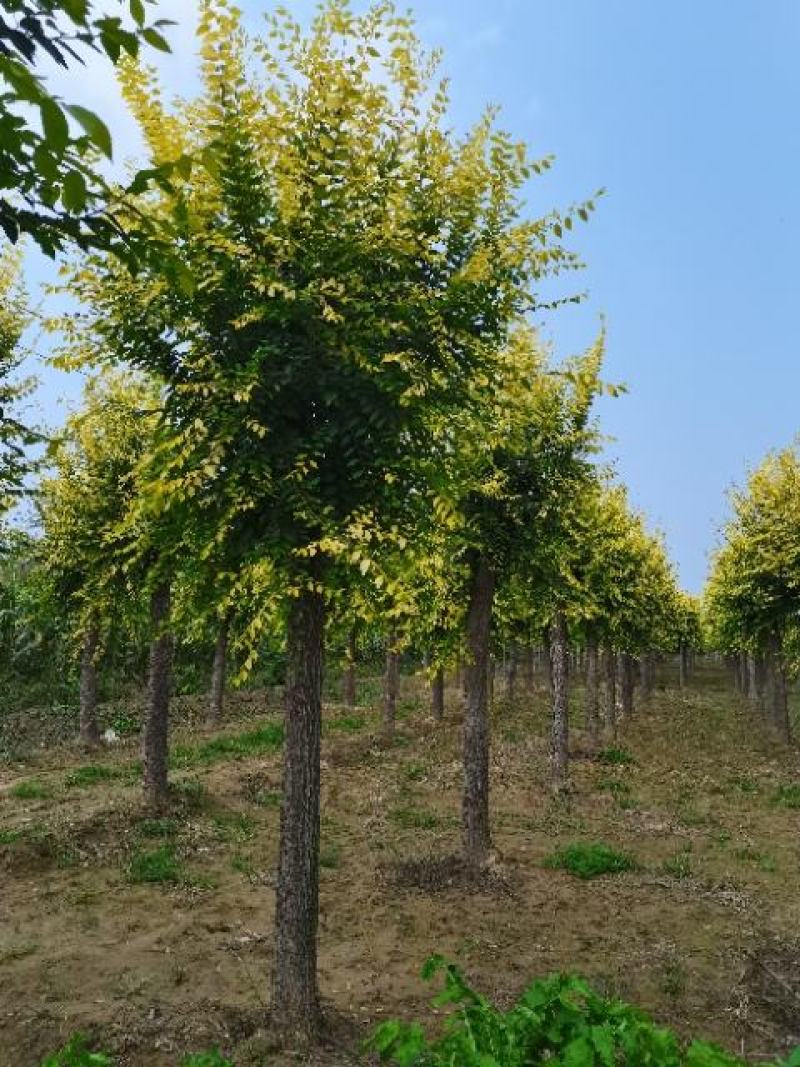 大量供应各种规格嫁接金叶榆，嫁接垂榆，嫁接红叶榆。