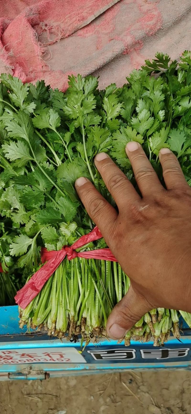 香菜25~30厘米以上，价格便宜，欢迎订购，数量有限，