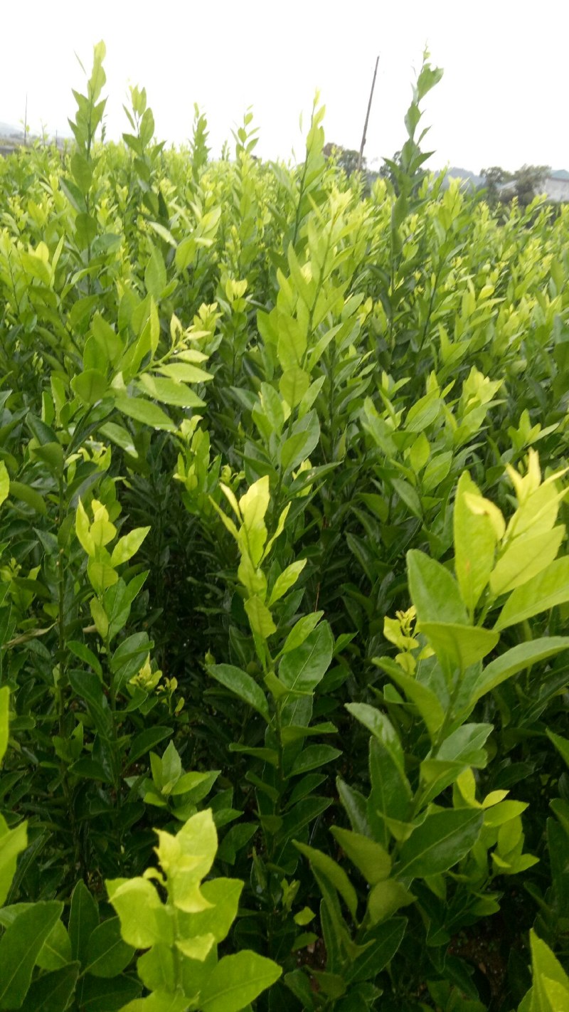南丰蜜桔苗，果子虽不大，但味甜皮薄，无渣，口感超好