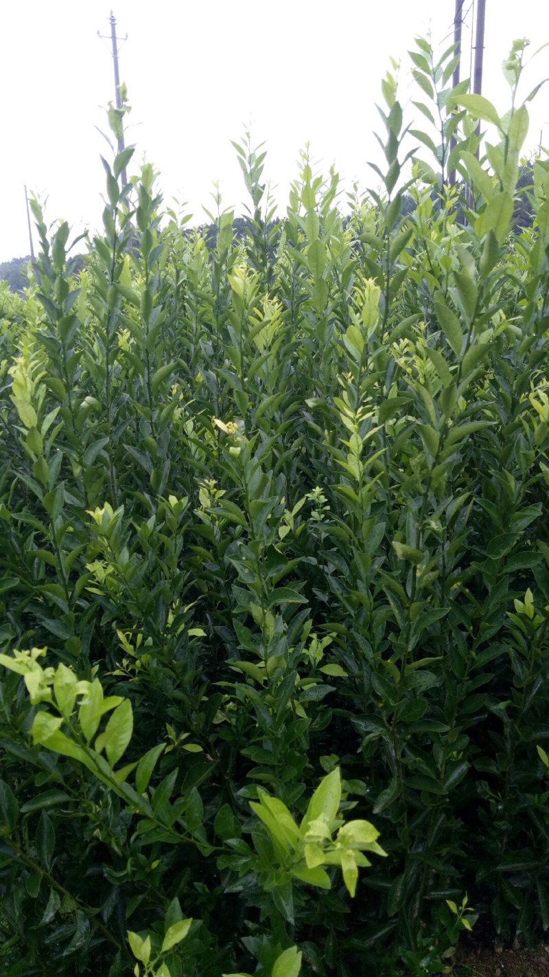 南丰蜜桔苗，果子虽不大，但味甜皮薄，无渣，口感超好