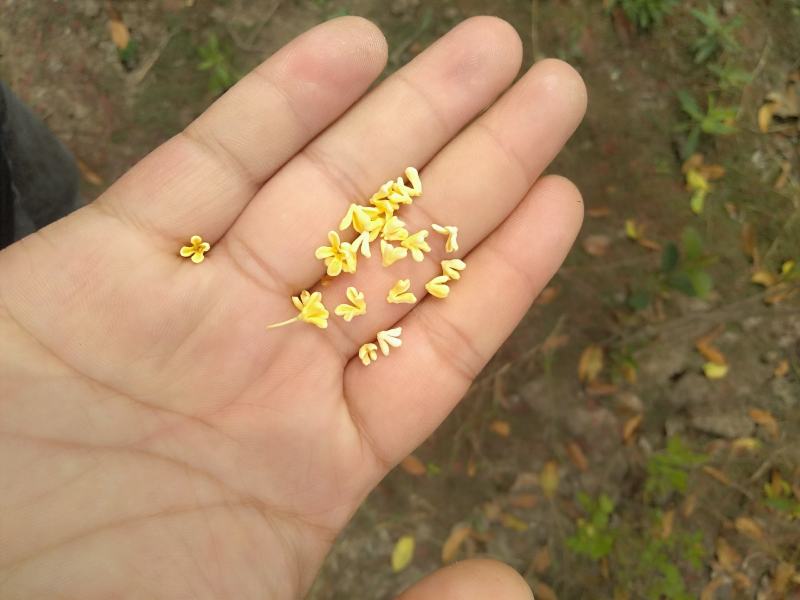 八金桂，特别适合种植门前。特点花期长，价格实惠，欢迎选购
