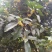八金桂，特别适合种植门前。特点花期长，价格实惠，欢迎选购