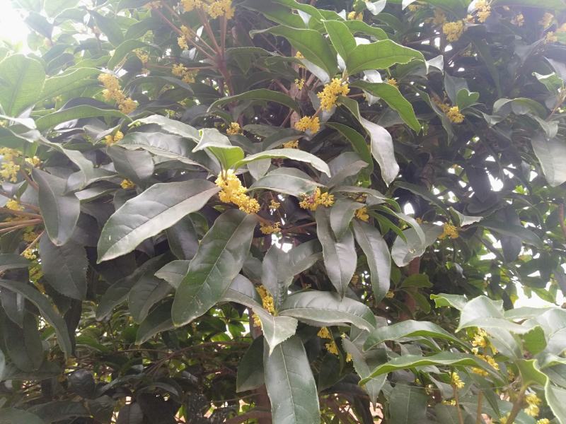 八金桂，特别适合种植门前。特点花期长，价格实惠，欢迎选购
