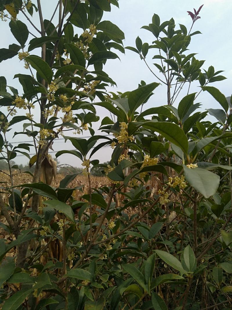 八金桂，特别适合种植门前。特点花期长，价格实惠，欢迎选购