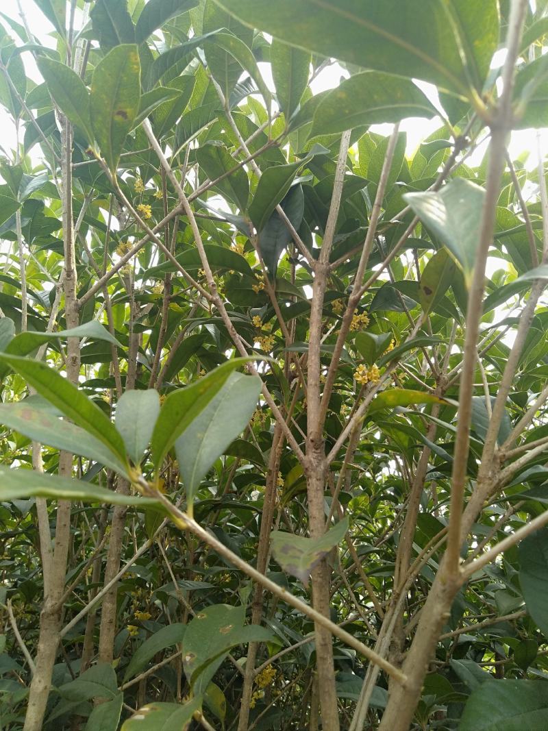 八金桂，特别适合种植门前。特点花期长，价格实惠，欢迎选购