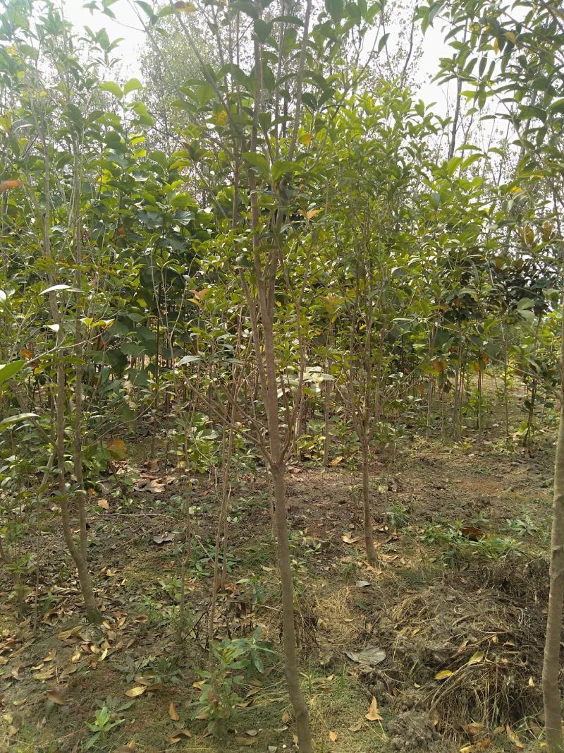八金桂，特别适合种植门前。特点花期长，价格实惠，欢迎选购
