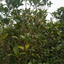 八金桂，特别适合种植门前。特点花期长，价格实惠，欢迎选购