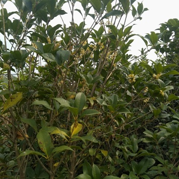 八金桂，特别适合种植门前。特点花期长，价格实惠，欢迎选购