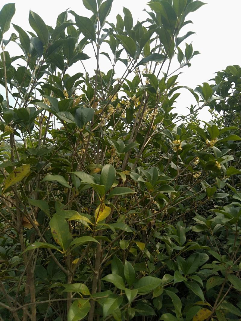 八金桂，特别适合种植门前。特点花期长，价格实惠，欢迎选购